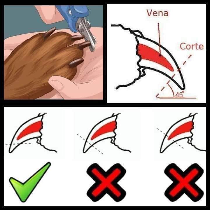 cortarle las uñas a mi perro - cómo hacerlo