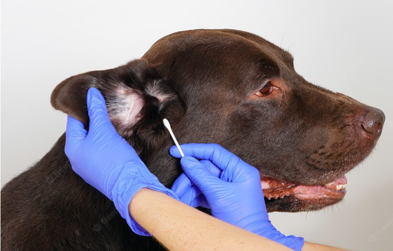 se puede limpiar las orejas de perro con alcohol - frecuencia