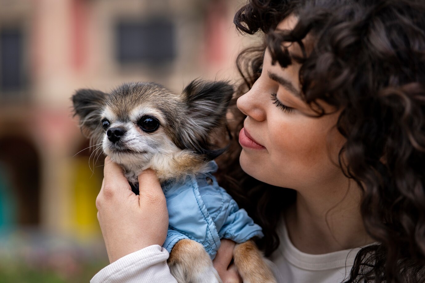 a los cuantos meses se adopta un perro - chihuahua feliz