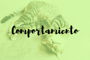 comportamiento