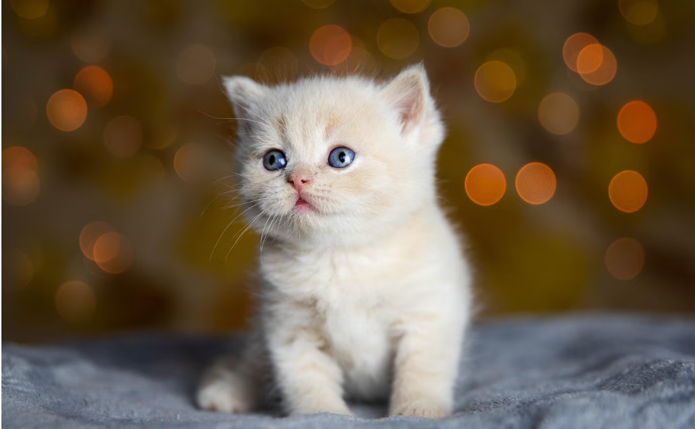 gatos de raza pequena en adopcion - gato enano