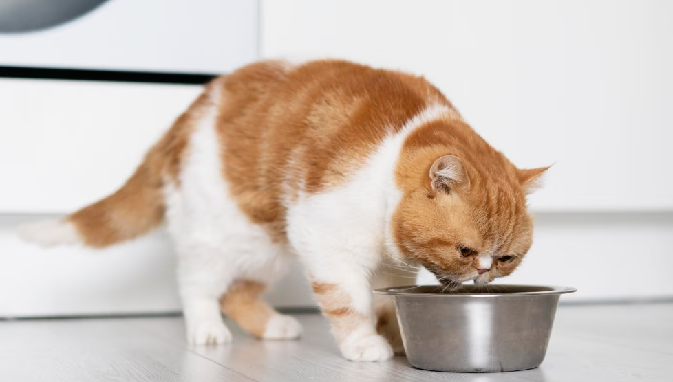 alimentos prohibidos para los gatos - gato comiendo
