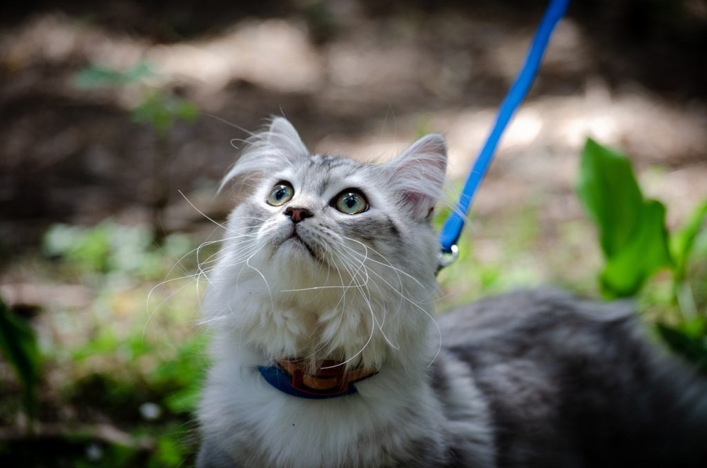 se puede sacar a pasear a un gato con correa - gato con correa