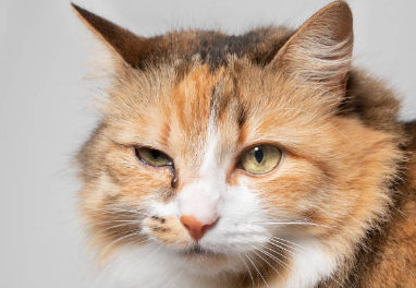limpiar ojo gato conjuntivitis - guía completa