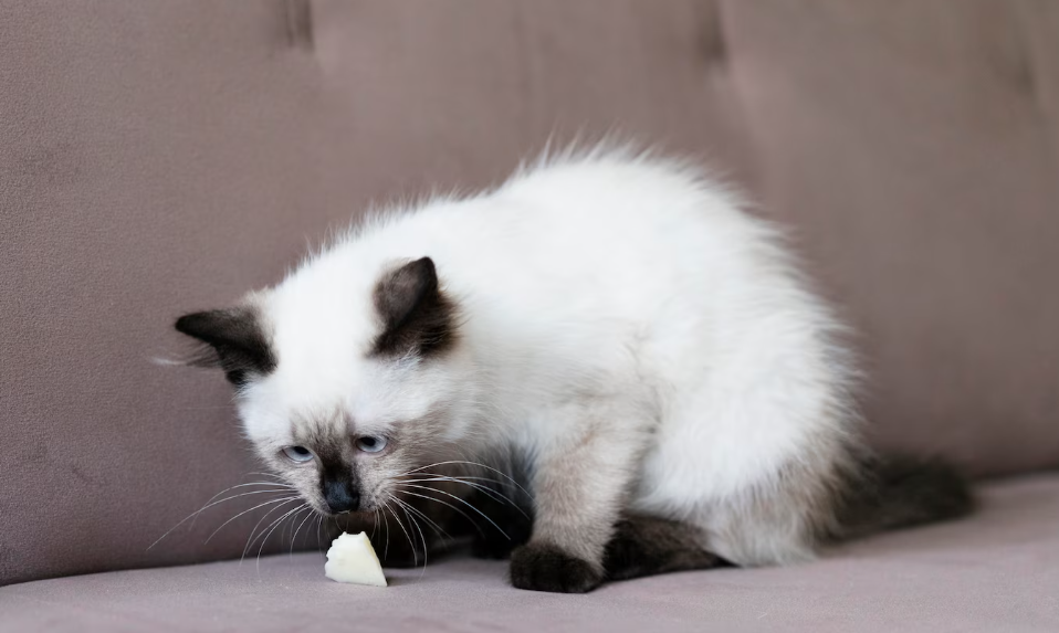 mi gato vomita la comida humeda - gato triste
