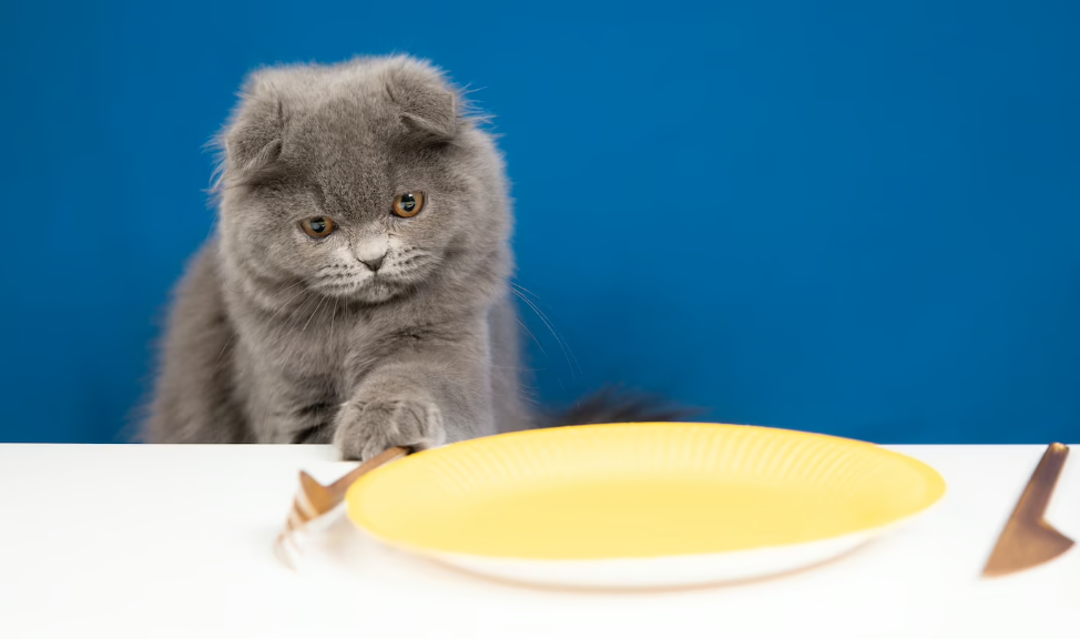 comida casera para gatos con problemas renales - gato y plato vacío