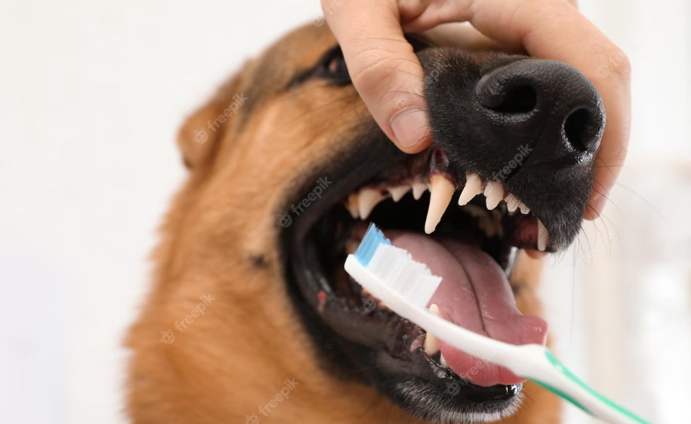 limpieza de dientes para perros casera - Recetas naturales