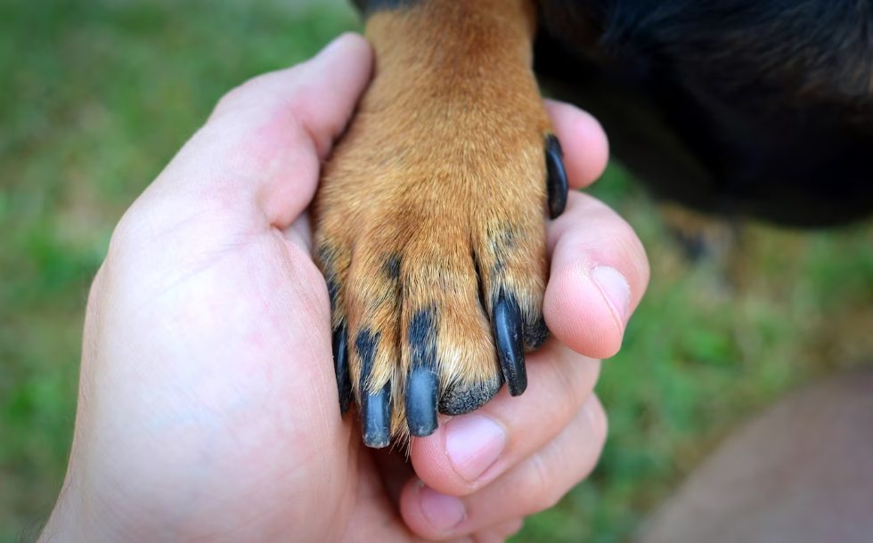 cortarle las uñas a mi perro - consejos prácticos