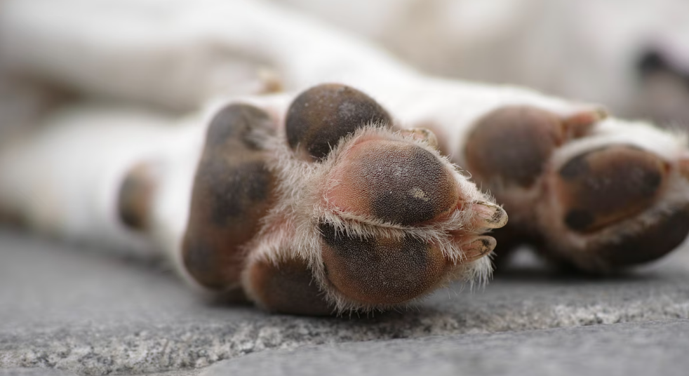 limpiar patas perro con toallitas - patas en la calle