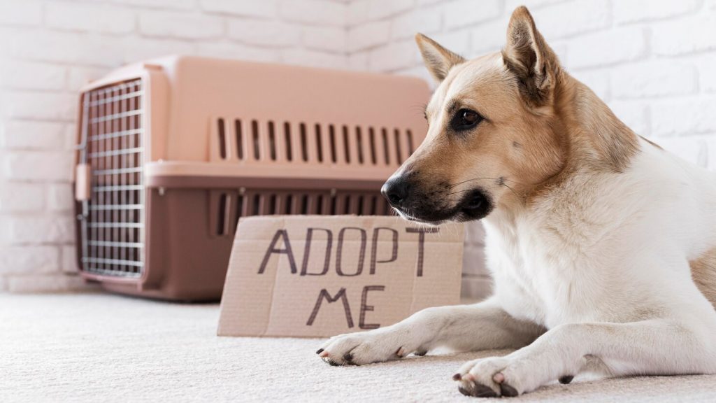 salva una vida adopta una mascota - perro en adopción