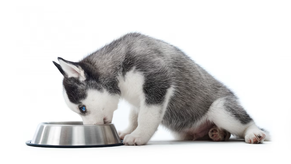 comida casera para perros enfermos - perro comiendo