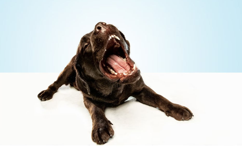entrenar a un perro para que no ladre - perro ladrando