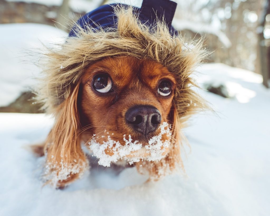 cuidados de mascotas en invierno - congelacion e hipotermia