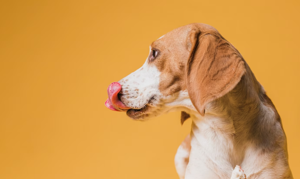 mejor comida humeda para perros - perro saboreándose
